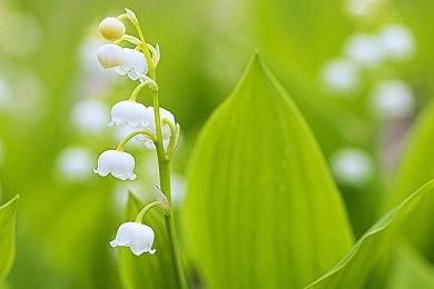 新预告片商标细节 《生化危机9》PS4版传闻再添实锤